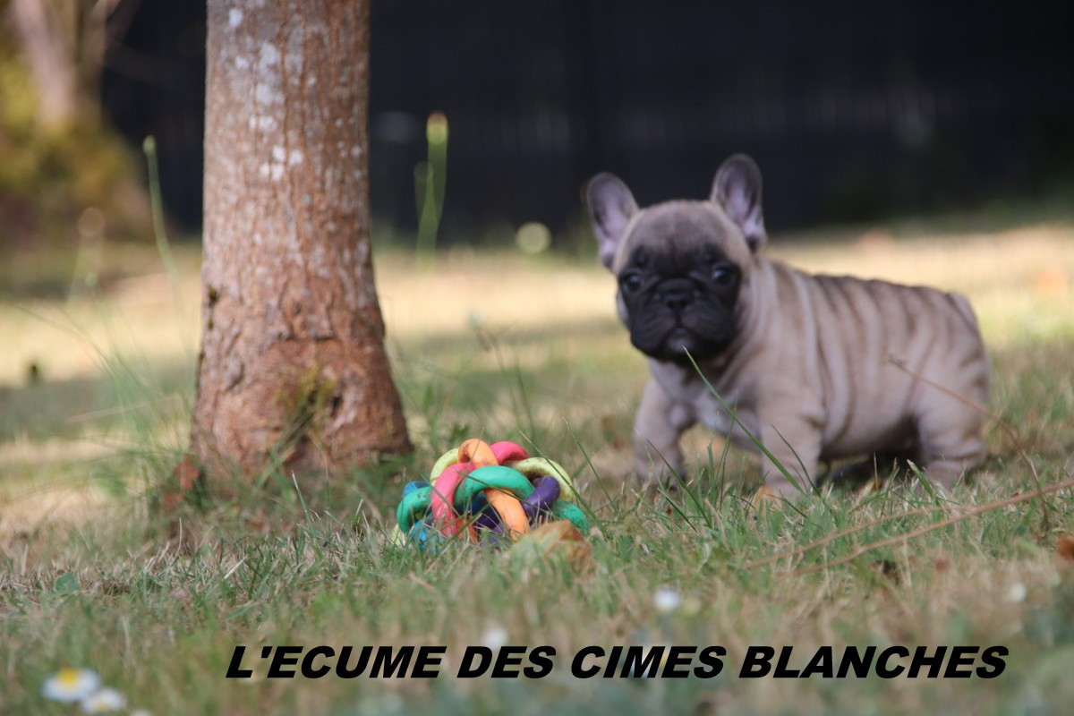 de l'écume des cimes blanches - Chiots disponibles - Bouledogue français