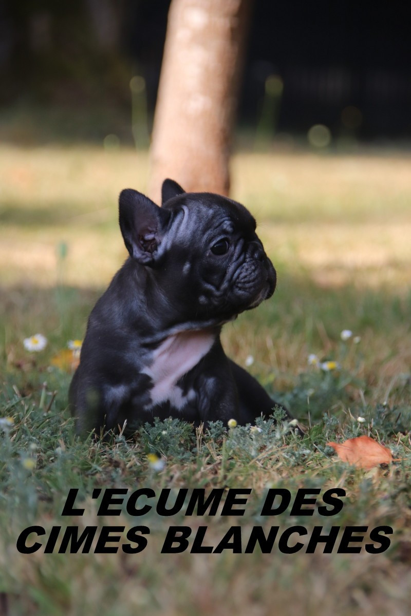 de l'écume des cimes blanches - Chiots disponibles - Bouledogue français