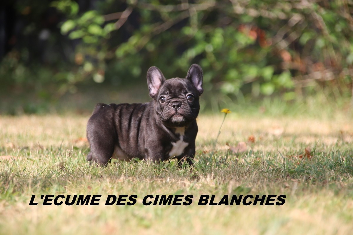 de l'écume des cimes blanches - Chiots disponibles - Bouledogue français