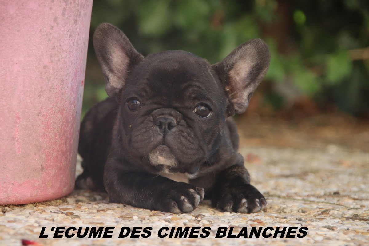 de l'écume des cimes blanches - Chiots disponibles - Bouledogue français