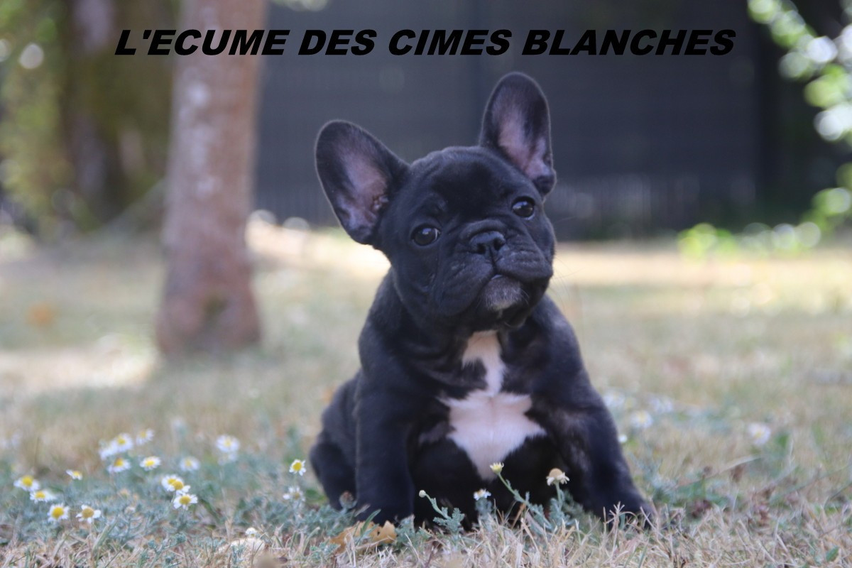 de l'écume des cimes blanches - Chiots disponibles - Bouledogue français