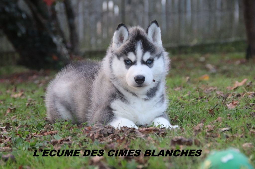 de l'écume des cimes blanches - Chiots disponibles - Siberian Husky