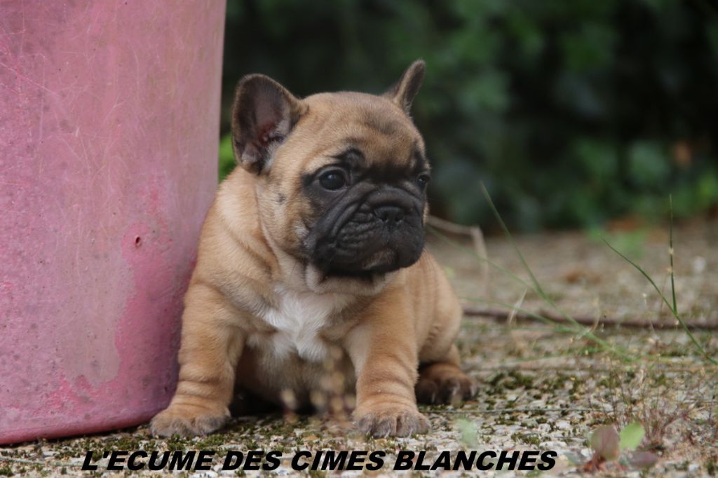 de l'écume des cimes blanches - Chiots disponibles - Bouledogue français