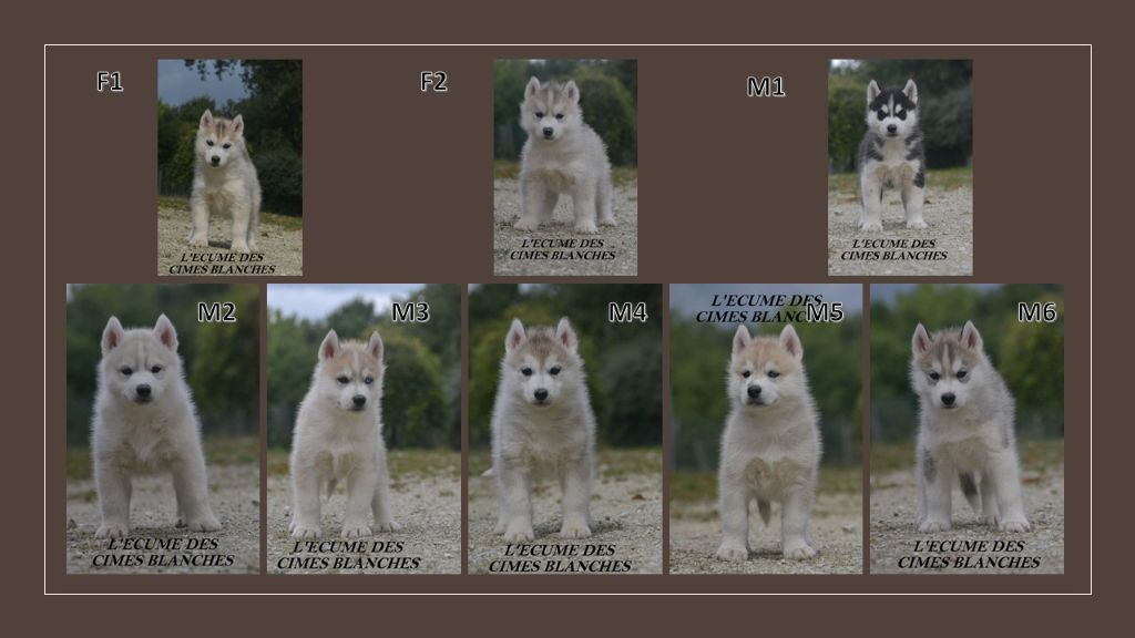 Chiot Siberian Husky de l'écume des cimes blanches