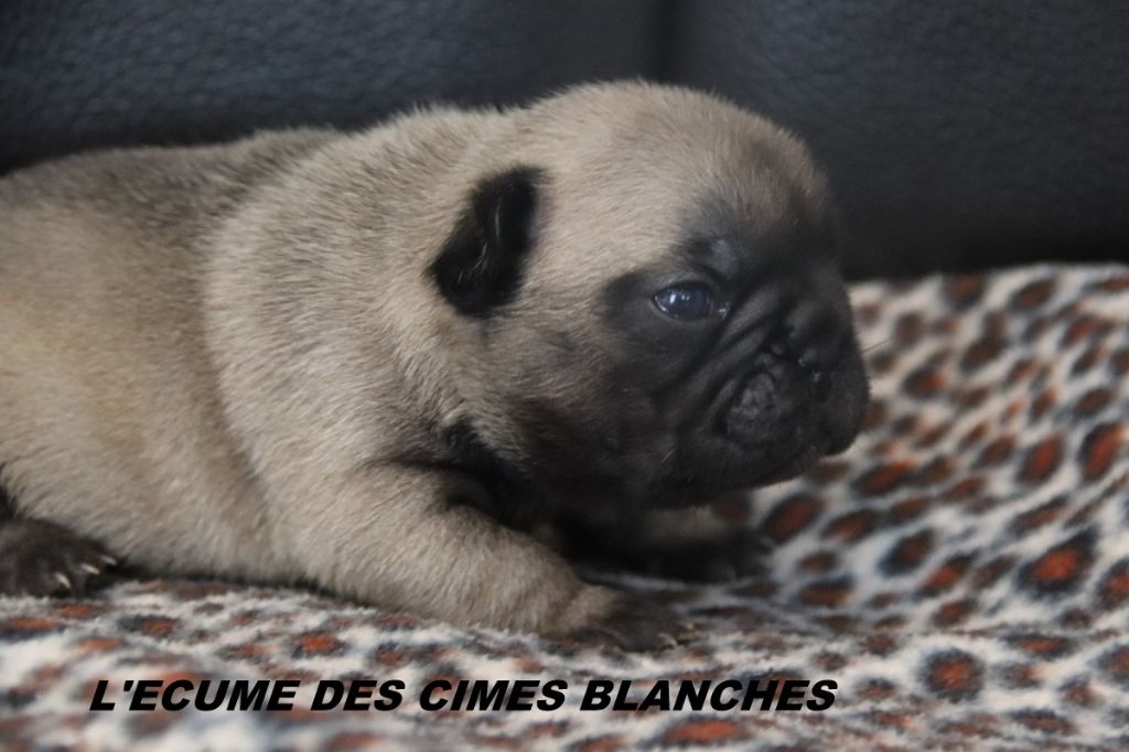 de l'écume des cimes blanches - Chiots disponibles - Bouledogue français