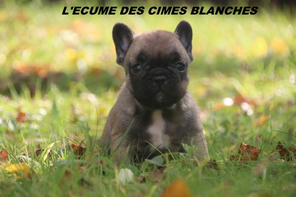 de l'écume des cimes blanches - Chiots disponibles - Bouledogue français