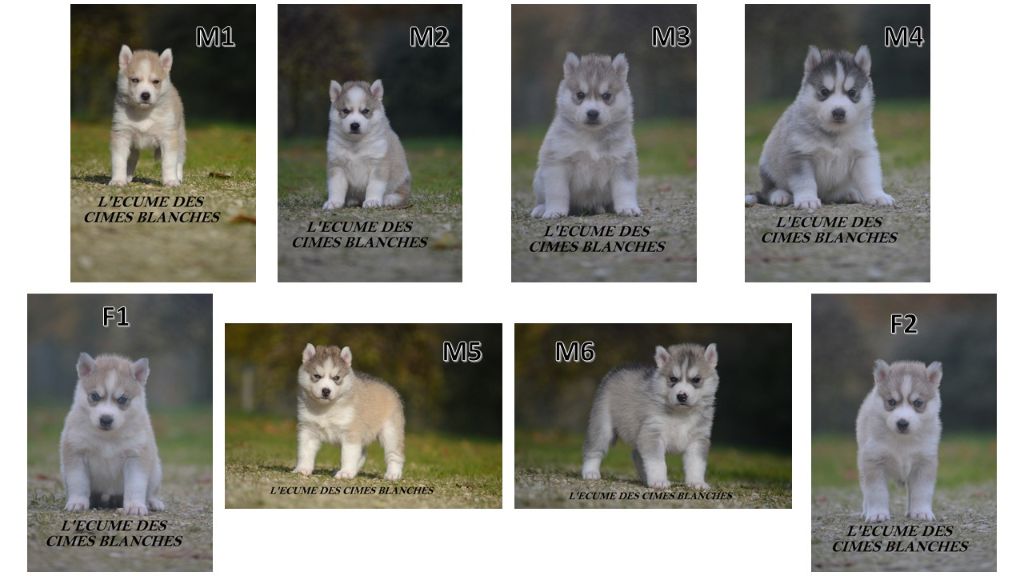 Chiot Siberian Husky de l'écume des cimes blanches