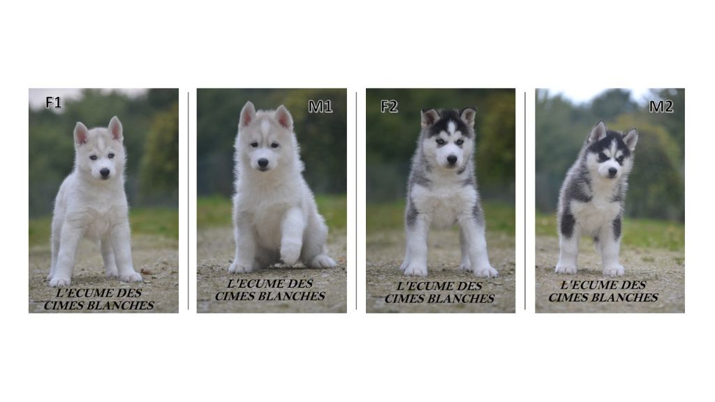 Chiot Siberian Husky de l'écume des cimes blanches