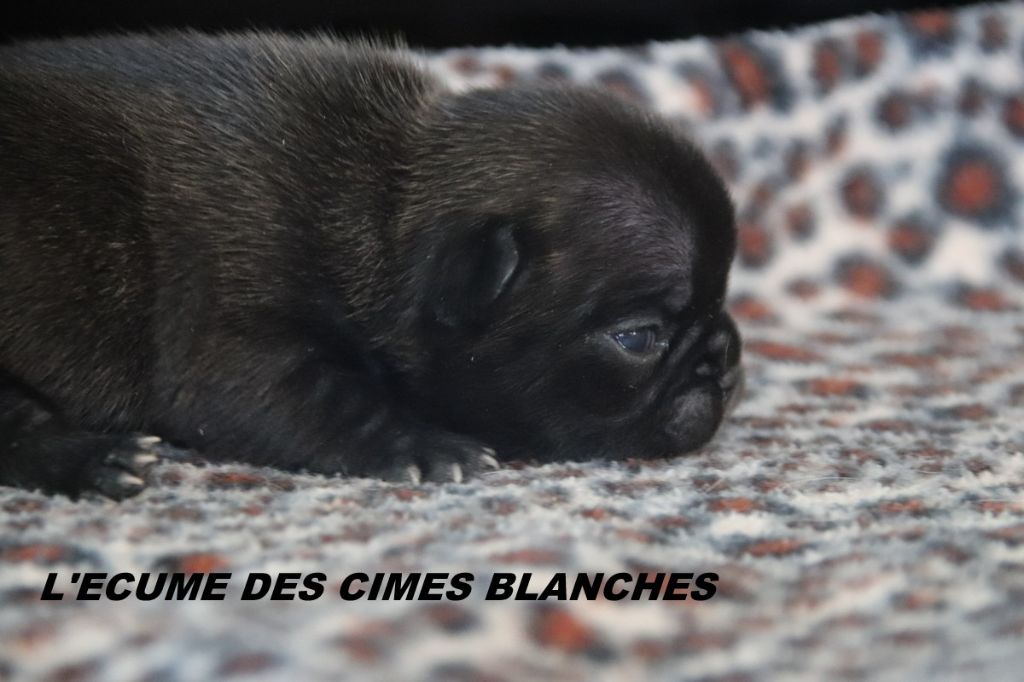 de l'écume des cimes blanches - Chiots disponibles - Bouledogue français
