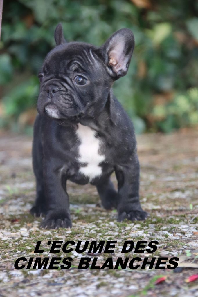 de l'écume des cimes blanches - Chiots disponibles - Bouledogue français
