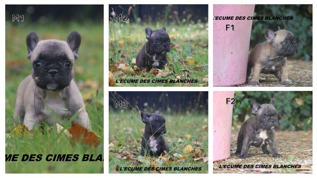 Chiot Bouledogue français de l'écume des cimes blanches