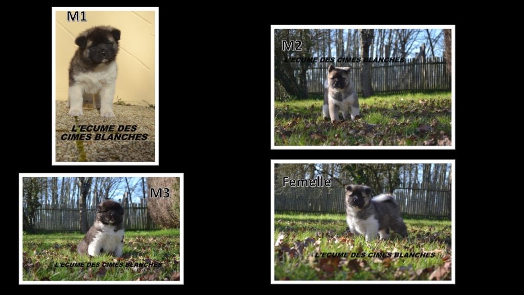 de l'écume des cimes blanches - Akita americain - Portée née le 16/12/2023