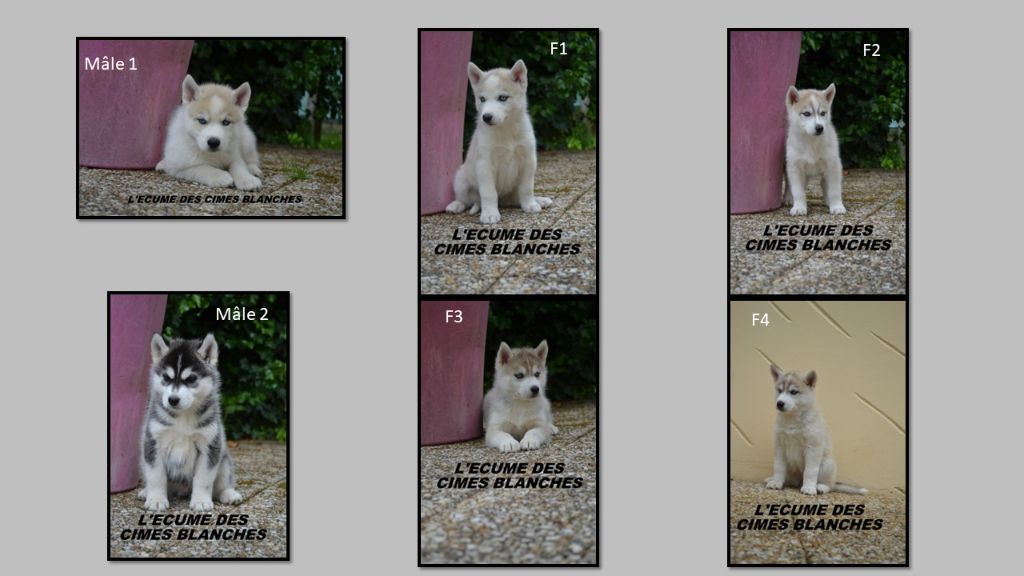 de l'écume des cimes blanches - Siberian Husky - Portée née le 05/04/2024