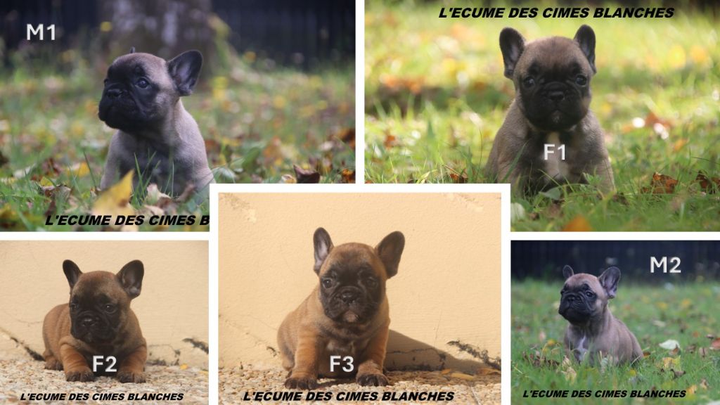 de l'écume des cimes blanches - Bouledogue français - Portée née le 19/07/2025