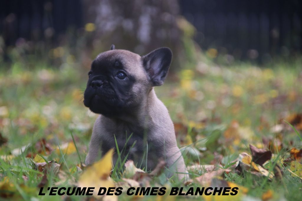 de l'écume des cimes blanches - Chiots disponibles - Bouledogue français