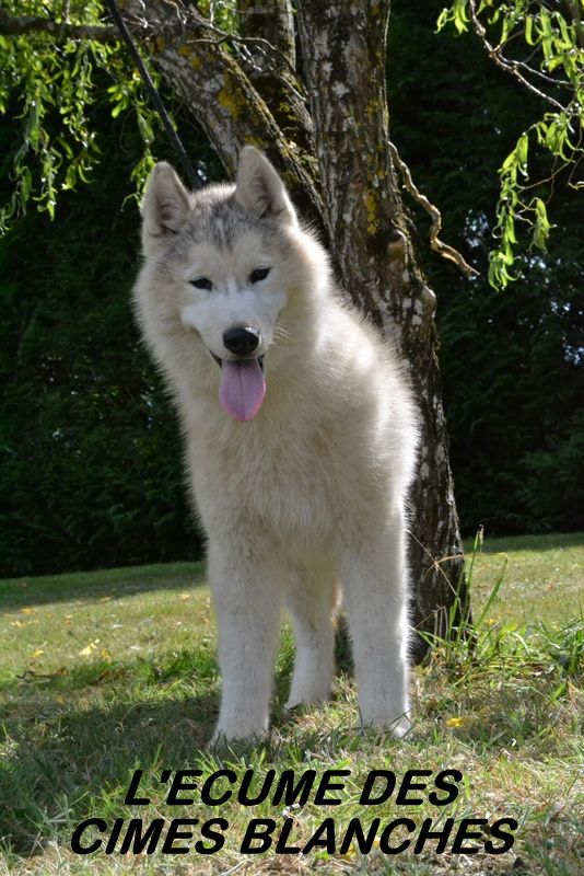 ULYSSE
