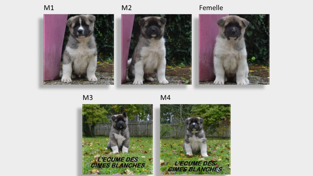 Chiot Akita americain de l'écume des cimes blanches