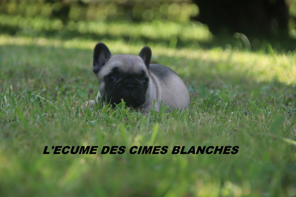 de l'écume des cimes blanches - Chiots disponibles - Bouledogue français