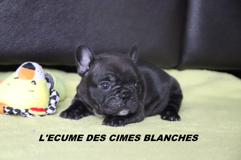 de l'écume des cimes blanches - Chiots disponibles - Bouledogue français