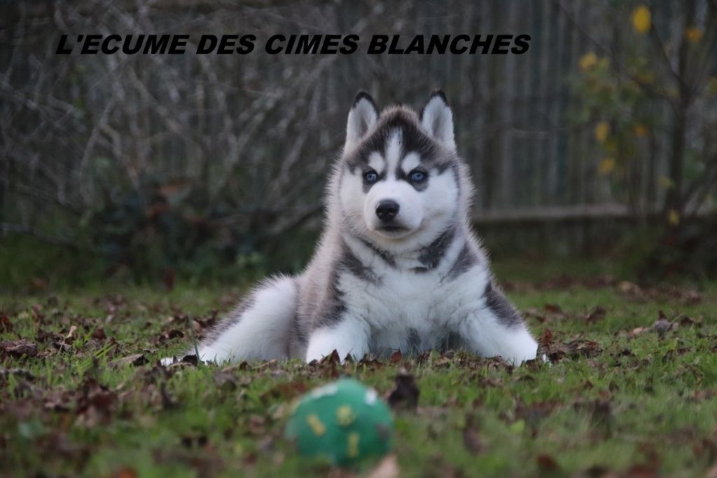Chiot Siberian Husky de l'écume des cimes blanches