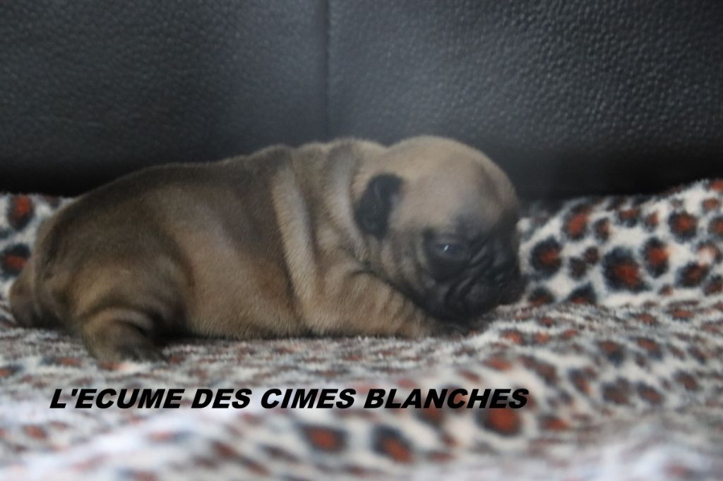 de l'écume des cimes blanches - Chiots disponibles - Bouledogue français