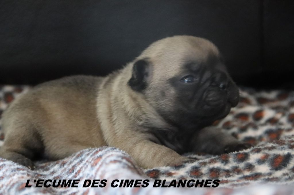 de l'écume des cimes blanches - Chiots disponibles - Bouledogue français