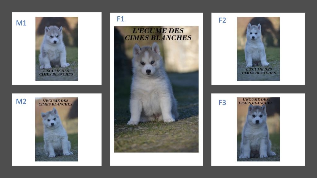Chiot Siberian Husky de l'écume des cimes blanches