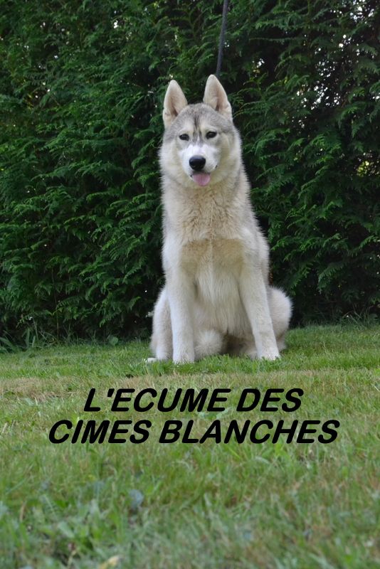 Chiot Siberian Husky de l'écume des cimes blanches