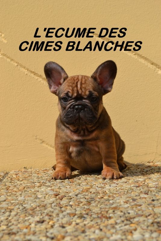 Chiot Bouledogue français de l'écume des cimes blanches
