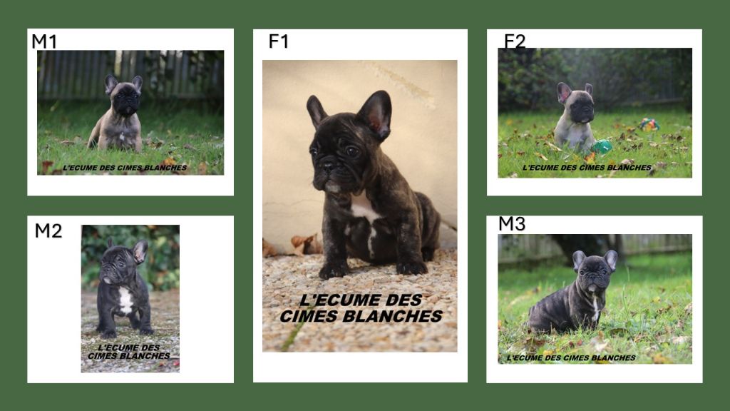 de l'écume des cimes blanches - Bouledogue français - Portée née le 19/07/2025