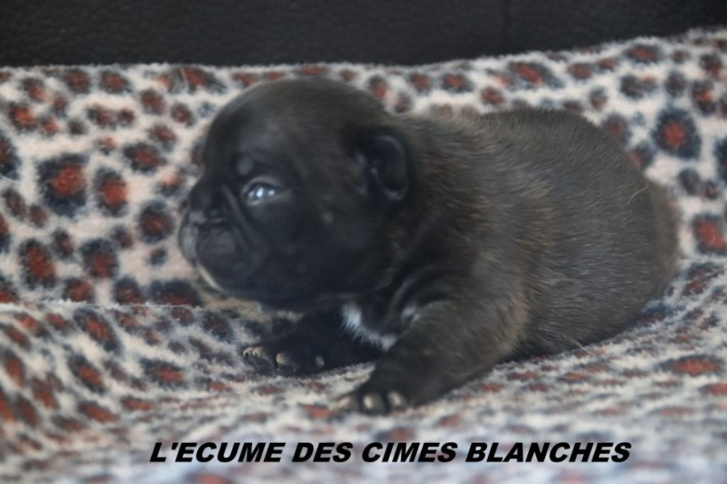 de l'écume des cimes blanches - Chiots disponibles - Bouledogue français
