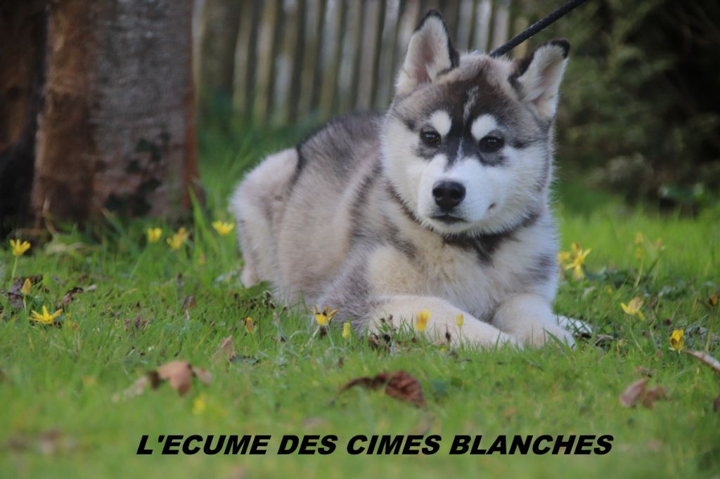 de l'écume des cimes blanches - Siberian Husky - Portée née le 24/11/2024