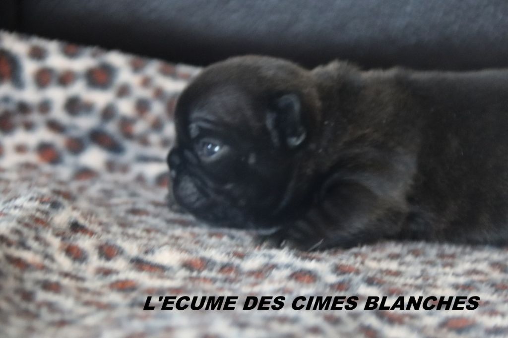 de l'écume des cimes blanches - Chiots disponibles - Bouledogue français