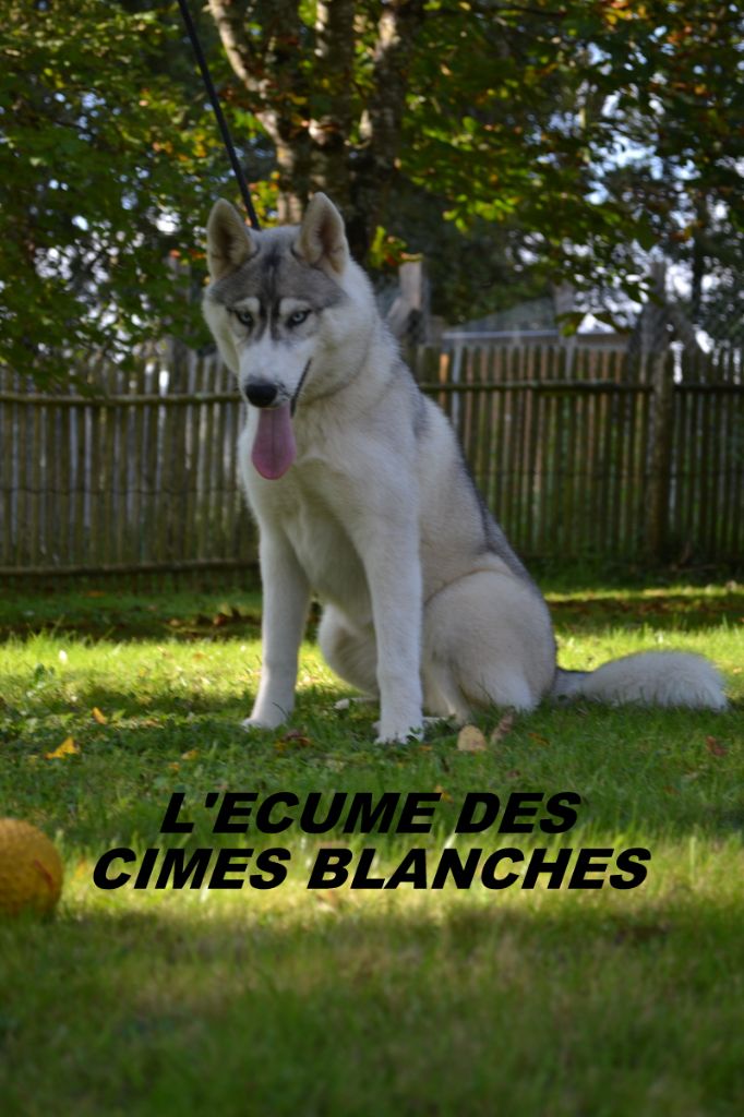 de l'écume des cimes blanches - Chiots disponibles - Siberian Husky