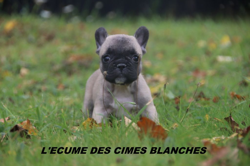 de l'écume des cimes blanches - Chiots disponibles - Bouledogue français