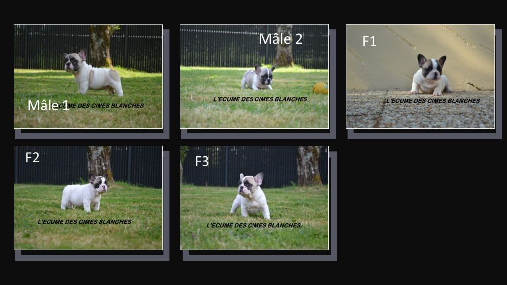 Chiot Bouledogue français de l'écume des cimes blanches
