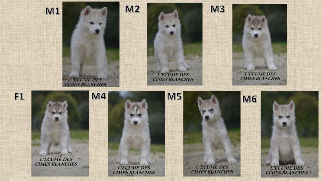 Chiot Siberian Husky de l'écume des cimes blanches