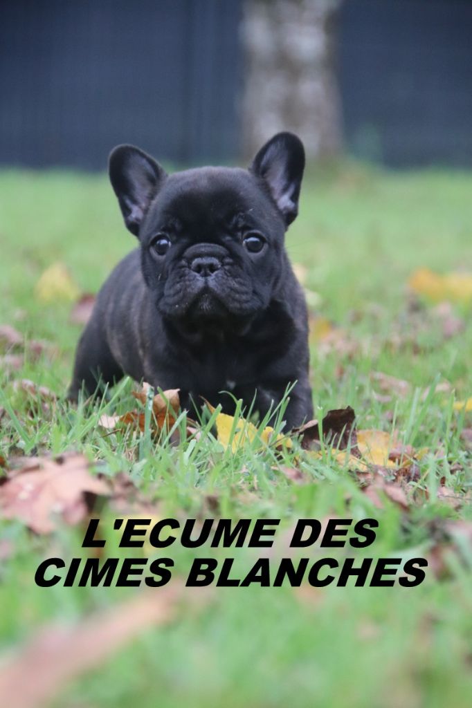 de l'écume des cimes blanches - Chiots disponibles - Bouledogue français