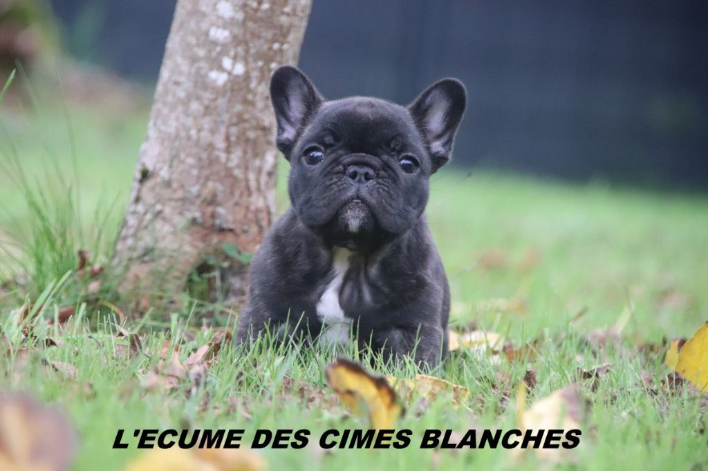 de l'écume des cimes blanches - Chiots disponibles - Bouledogue français