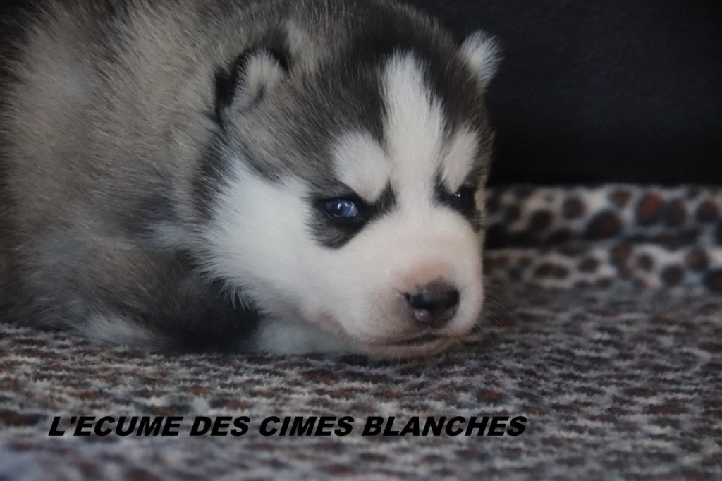 Chiot Siberian Husky de l'écume des cimes blanches