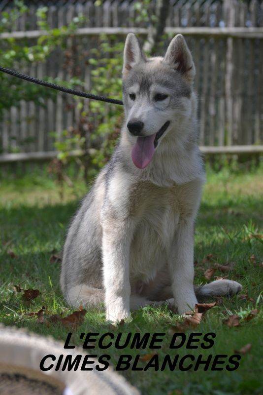 Chiot Siberian Husky de l'écume des cimes blanches