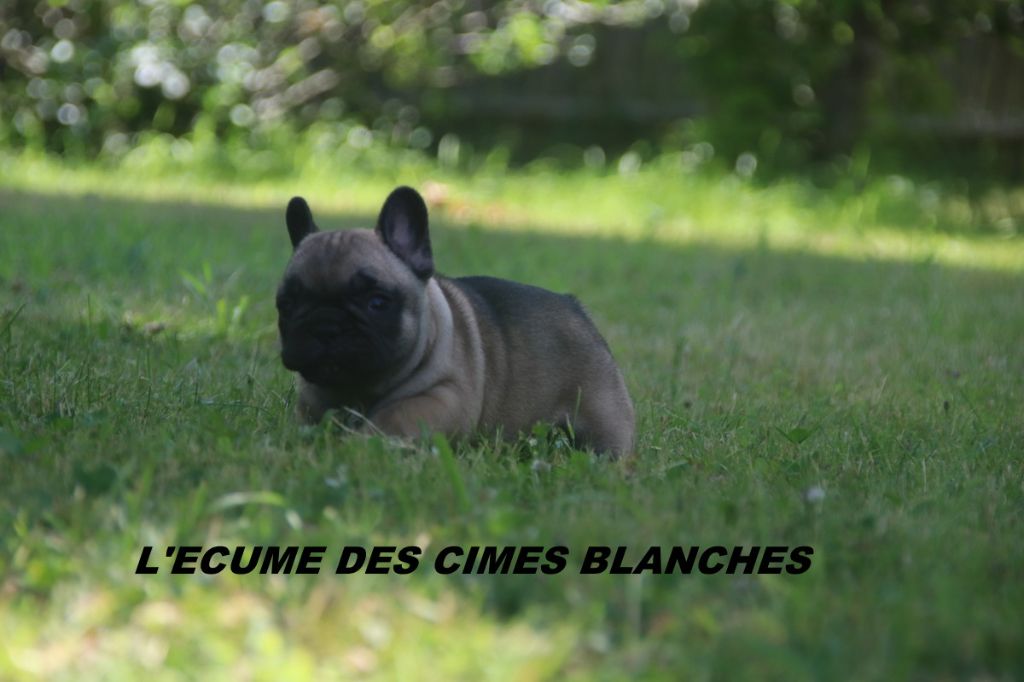 de l'écume des cimes blanches - Chiots disponibles - Bouledogue français