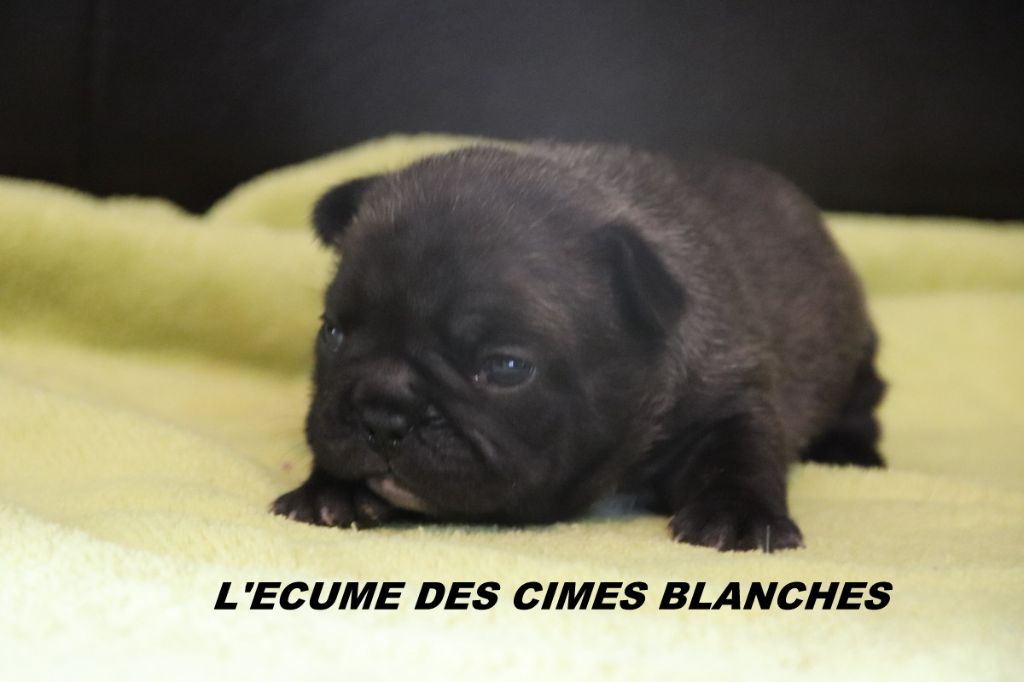 de l'écume des cimes blanches - Chiots disponibles - Bouledogue français
