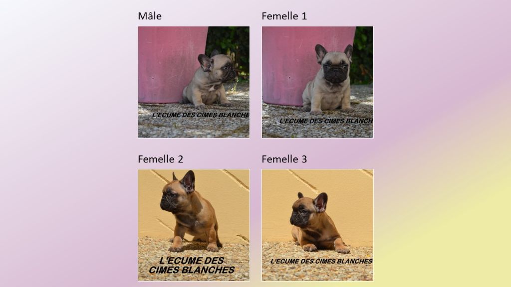 Chiot Bouledogue français de l'écume des cimes blanches