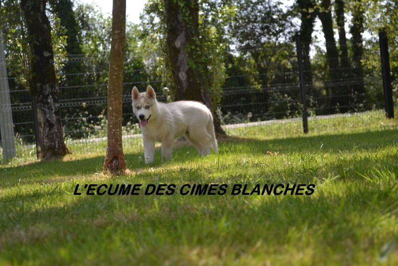 Chiot Siberian Husky de l'écume des cimes blanches