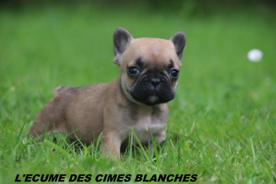 Chiot N°8
