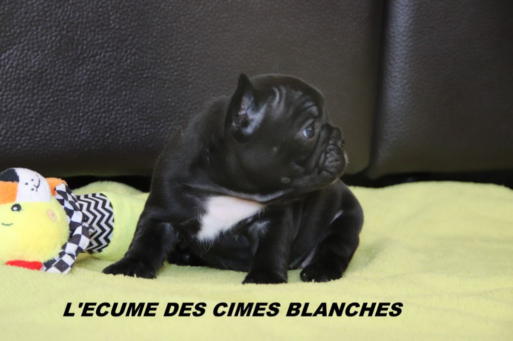 de l'écume des cimes blanches - Chiots disponibles - Bouledogue français