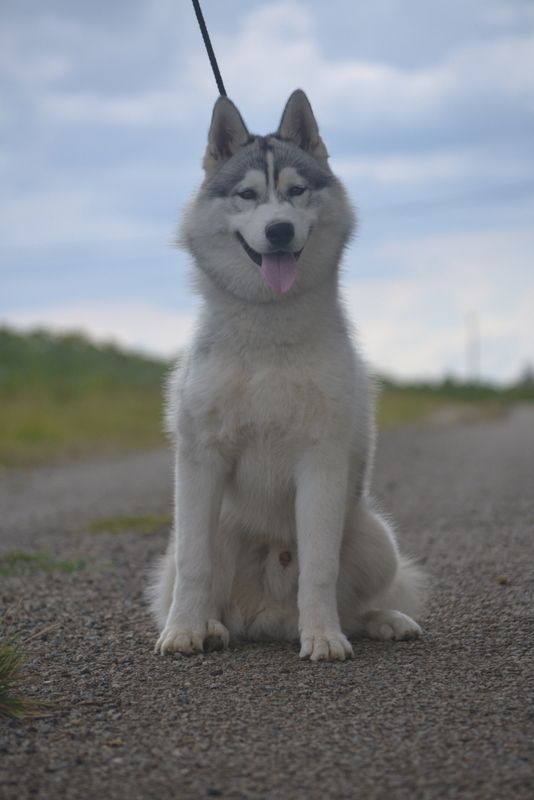 Chiot Siberian Husky de l'écume des cimes blanches