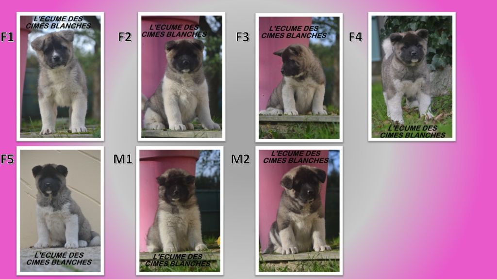 Chiot Akita americain de l'écume des cimes blanches