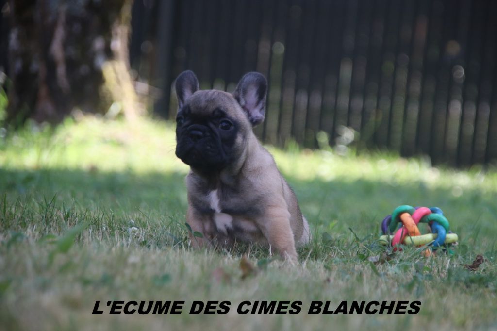 de l'écume des cimes blanches - Chiots disponibles - Bouledogue français